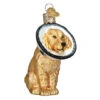 Cone Of Shame Injured Dog Blown Glass Ornament 1 Cone Of Shame Injured Dog Blown Glass Ornament -Ornaments Shop Cone Of Shame Ornament 82011.1680018669